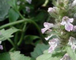 大苦草的功效与作用 大苦草的功效与作用图片