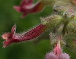 地黄花怎么吃（地黄花怎么吃最好）