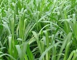 朱砂草的功效与作用（朱砂草的功效与作用）