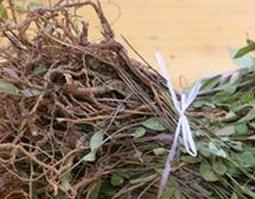 勒马回的功效及副作用（勒马回片有什么功效）