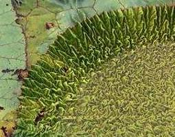 芡实根怎么做好吃 芡实的根茎怎么做好吃