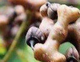 拐椒树的功效及作用 拐椒树的功效及作用是什么