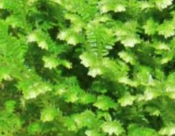 节肢蕨的功效与作用（蕨类功效与作用）