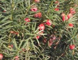 红豆杉怎么吃 红豆杉的正确食用方法