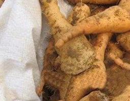 生地黄怎么泡水喝（生地黄怎么泡水喝可以去老年斑吗?）