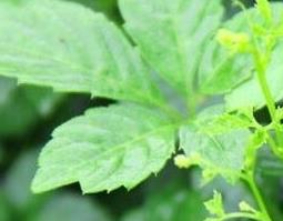 绞股蓝的功效与作用（绞股蓝的功效与作用的功能与主治）