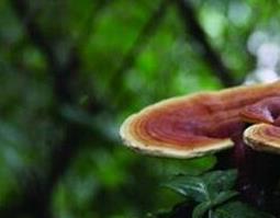 野生灵芝如何吃（野生灵芝怎么样吃）