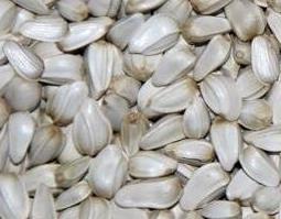 红花籽的功效与作用（红花籽油的功效与作用）