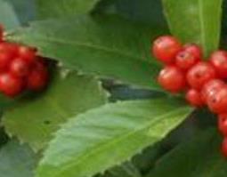 九节茶的功效与作用 九节茶的功效与作用,九节茶的副作用