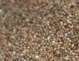 苏麻籽的功效与作用 苏麻子的功效与作用及禁忌