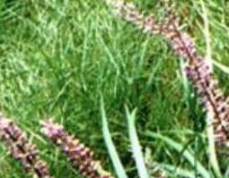 土麦冬叶的功效与作用 麦冬叶的功效和作用