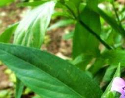 九头狮子草的功效与作用 九头狮子草的功效与作用禁忌