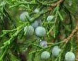 圆柏果的功效与作用 圆柏芝的功效与作用