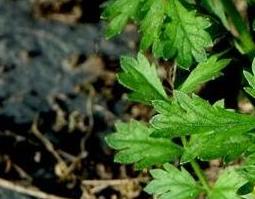 地蜂子的功效和作用及药用价值 地蜂子有哪些作用