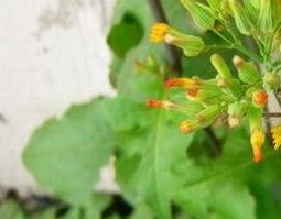 蒲公英的功效与作用 蒲公英的功效与作用泡水喝的功效