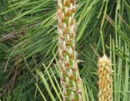 松针枕头的功效与作用（松针 枕头）