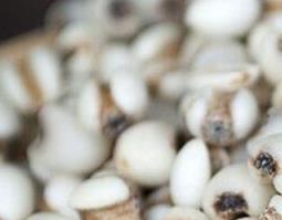 米仁的功效与作用（炒米仁和生米仁的功效与作用）