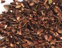 柏树籽装枕头有何害处(柏树籽装枕头有何害处柏壳枕头副作用)