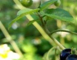 苦天茄图片（苦天茄百科）