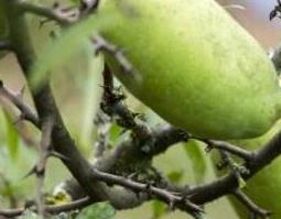 白花果皮的功效与作用及药用价值 白花果皮的功效与作用及药用价值图片