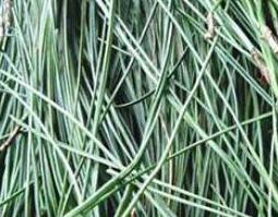 马尾松针怎么服用 马尾松松针的功效与作用及食用方法