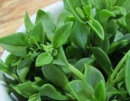 野田七叶的功效与作用 田七叶的功效与作用及食用方法有哪些啊?