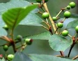 苦李根的功效与作用 苦李根的功效与作用及禁忌