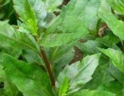 长寿草的功效与作用 长寿草的功效与作用和用法