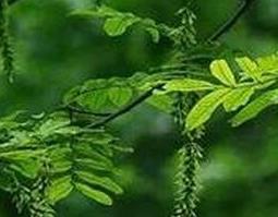 枫杨叶的作用和药用价值 枫杨叶的作用和药用价值图片