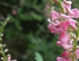 马棘的养植方法和注意事项 马棘的种植方法