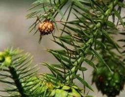 杉果的功效与作用及药用价值 杉果的功效与作用及药用价值及禁忌