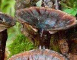 灵芝的功效与作用及药用价值 灵芝的功效与作用及药用价值图片