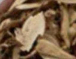 野棉花根的功效与作用及药用价值 野棉花的根的功效