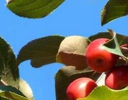 金石留草的功效与作用 金石留草的功效与作用及禁忌