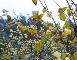 腊梅油的功效与作用（梅油作用是什么）