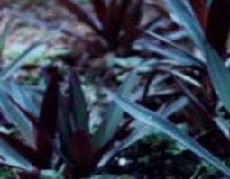 红三七的功效与作用及食用方法