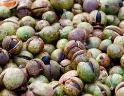 茶籽壳的功效与作用 茶籽壳的功效与作用的图片