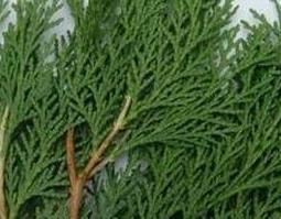 中药侧柏叶的作用与功效 中药侧柏叶的功效是什么