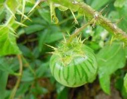 牛茄子的功效与作用（牛茄子的功效和用法）