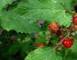 山楂叶的功效与作用（山楂叶的功效与作用百度百科）