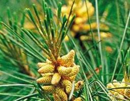 松针油的功效与作用 松针油软胶囊的功效与作用