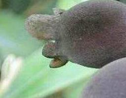 山棯子泡酒的功效与作用 山菍果子泡酒的功效