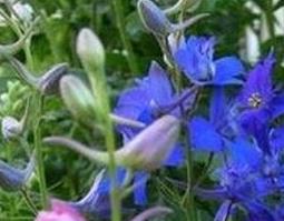 千鸟草的功效和药用价值 千鸟草的功效和药用价值及图片