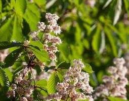 栗子花煮水的药用价值 栗子花泡水什么功效