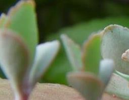 落地生根的药用价值 落地生根的药用价值根治痔疮吗