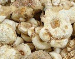 天南星的功效与作用(天南星的功效与作用用量)