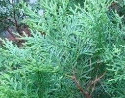 侧柏叶泡酒的方法及功效与作用 侧柏叶泡酒的方法及功效与作用图片