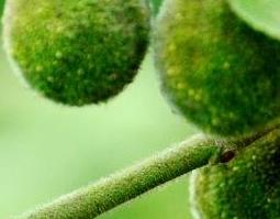 构树果的药用价值 构树药用价值功效与作用