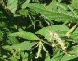 石楠藤的功效与作用及药用价值 石楠藤的功效与作用及药用价值图片