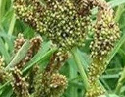 水稗草的功效与作用 水稗草功效和作用